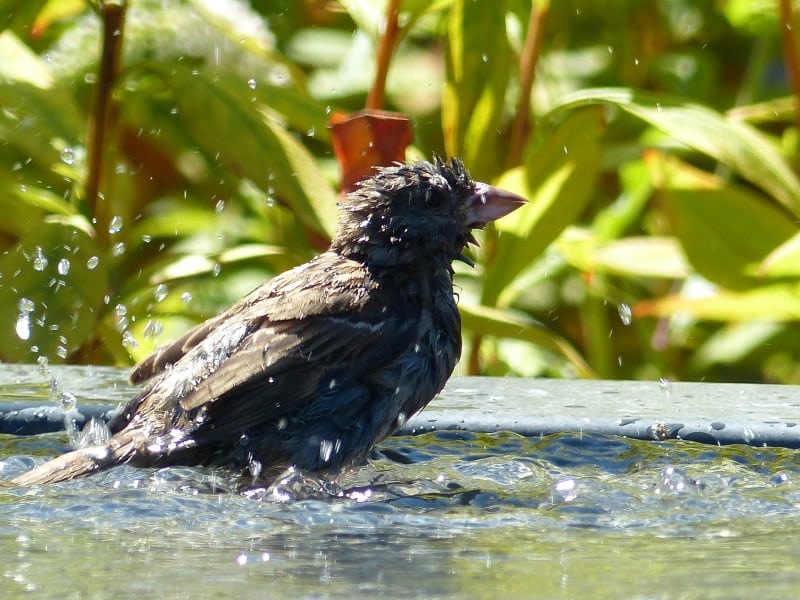 Bird taking a bath