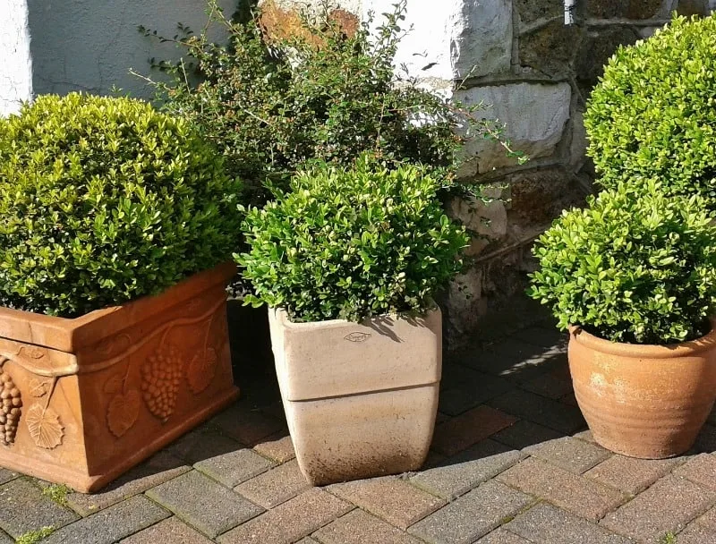 Boxwood shrubs