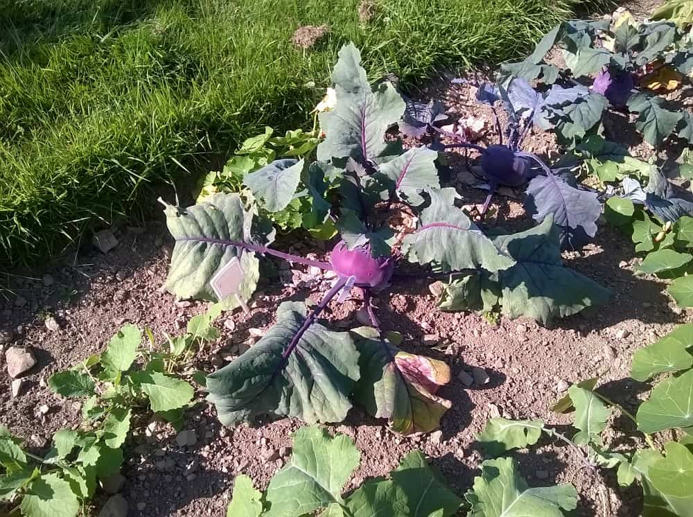 Broccoli and kohlrabi plants