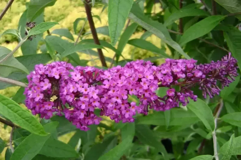 Pink blooming butterfly bush