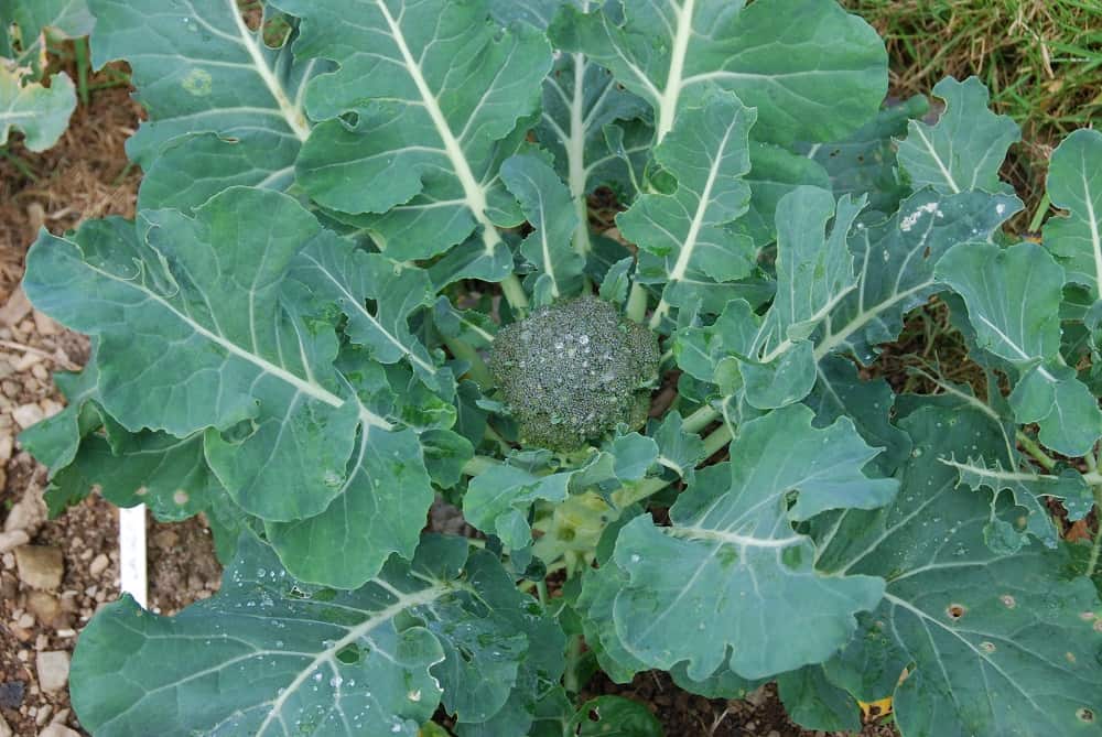 Broccoli (calabrese) plant