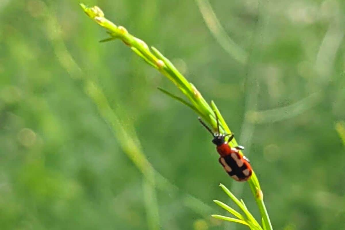 common asparagus beetle