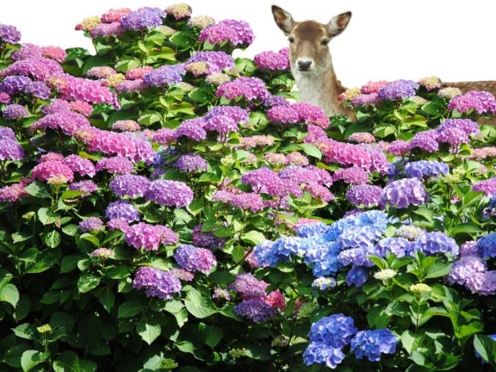 How To Stop Deer From Eating Hydrangeas (Other Plants Too)