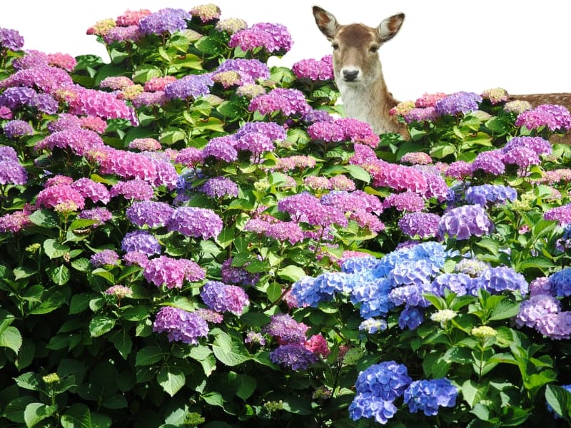 Deer behind a large hydrangea bush