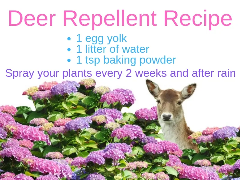 Deer repellent recipe