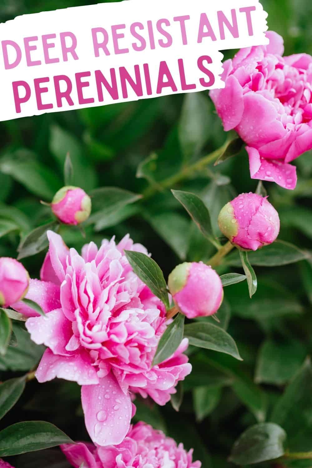 deer resistant perennials