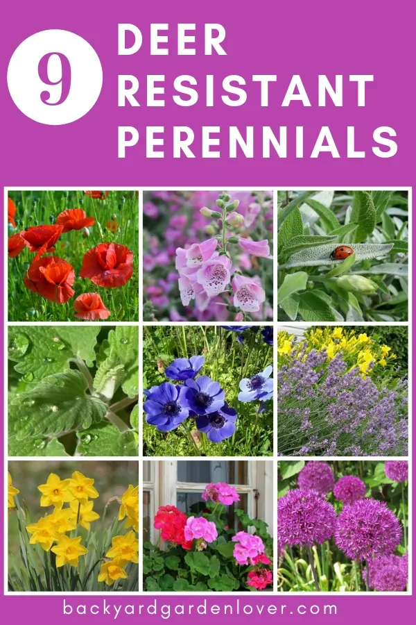 Collage of perennial flowers