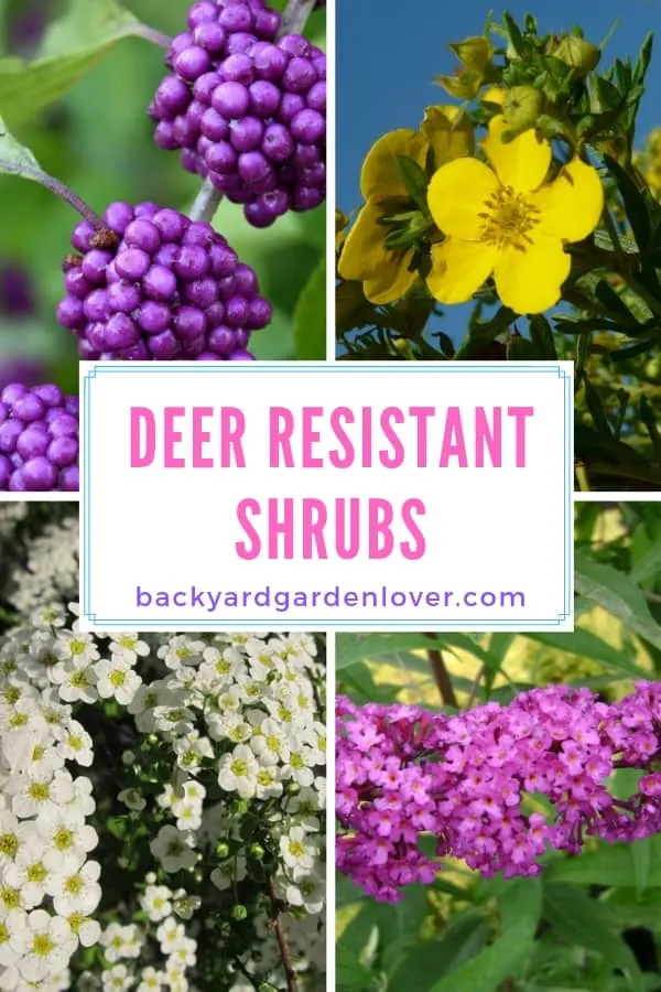 Collage of deer resistant shrubs