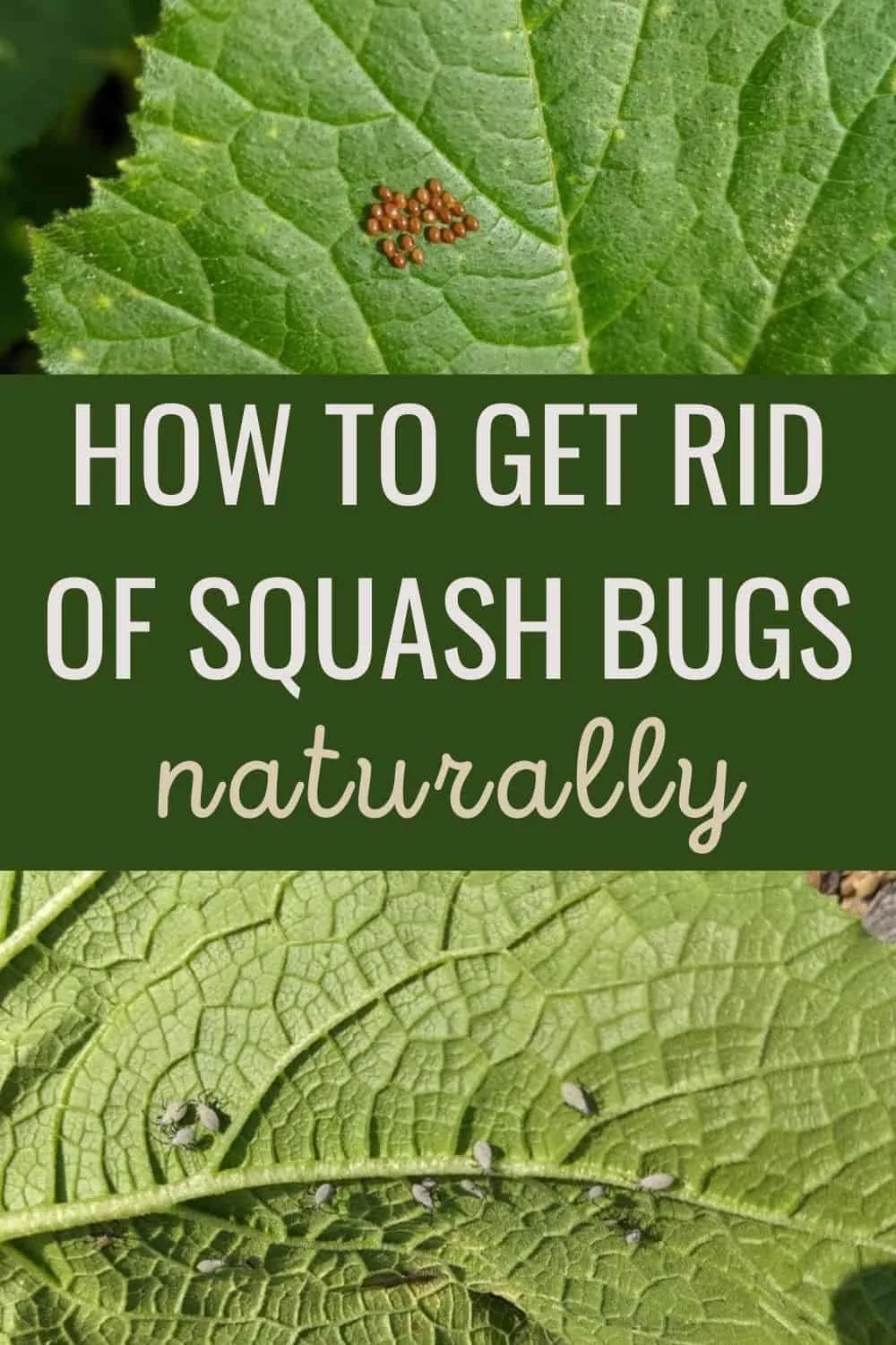 How to get rid of squash bugs naturally
