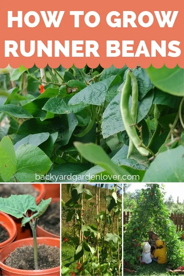 A collage of beans at different stages of growing