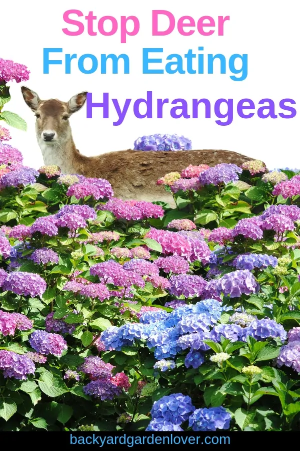 Deer behind a hydrangea bush