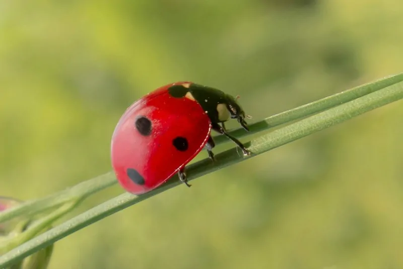 Ladybug