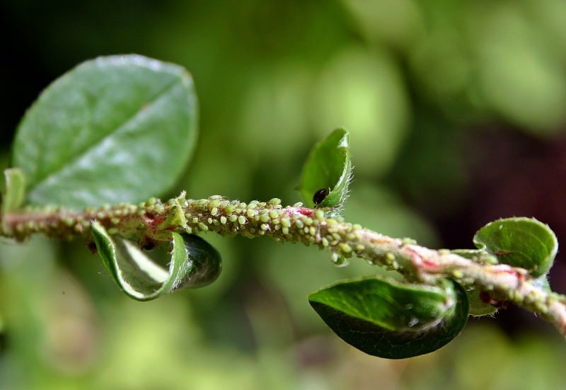 Aphids on a plant