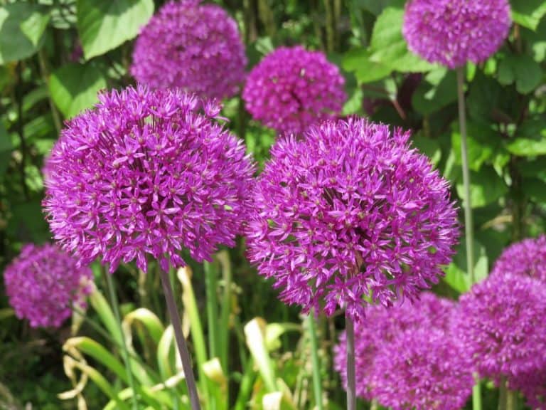 These 10 Deer Resistant Perennials Are Beautiful, Aromatic And Critter