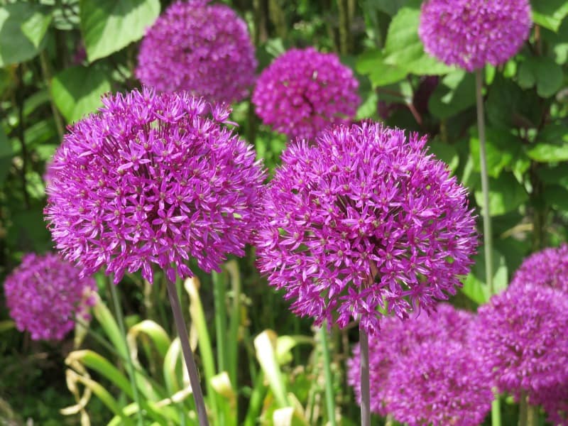 Purple allium globes