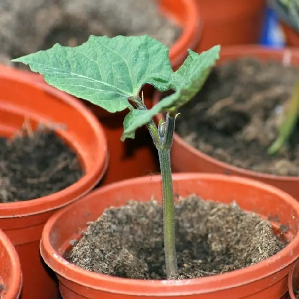 Runner bean seedling