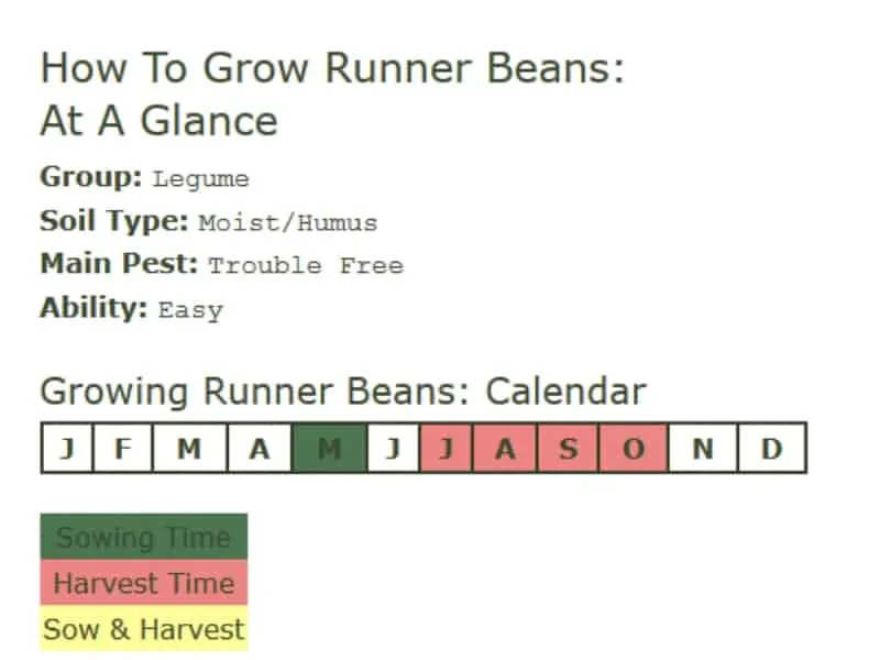 How to grow runner beans - at a glance