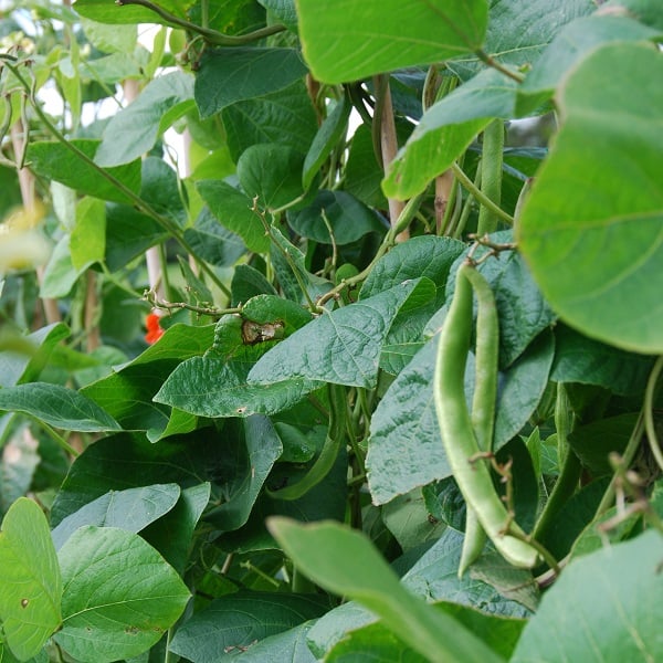 Runner beans ready to pick