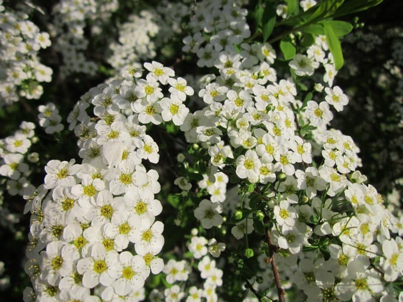 White spirea bloms