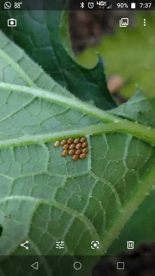 squash bug eggs on the back of a leaf
