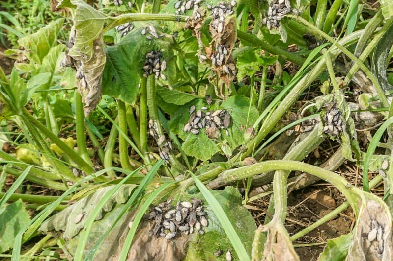 Zucchini plany attacked by squash bugs