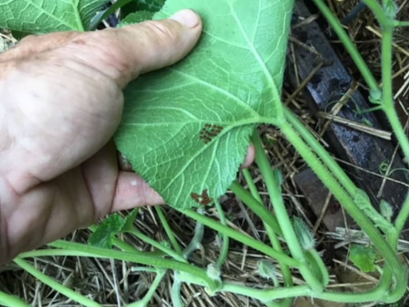 Vine Borer Eggs
