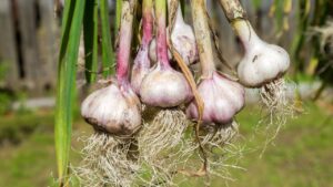 Freshly harvested garlic bulbs drying at the outdoors. Nutrition vegetarian