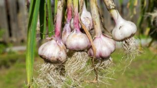 Freshly harvested garlic bulbs drying at the outdoors. Nutrition vegetarian