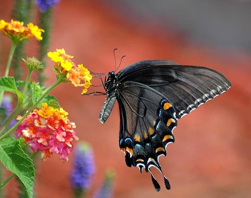 Black swallowtail on lantana