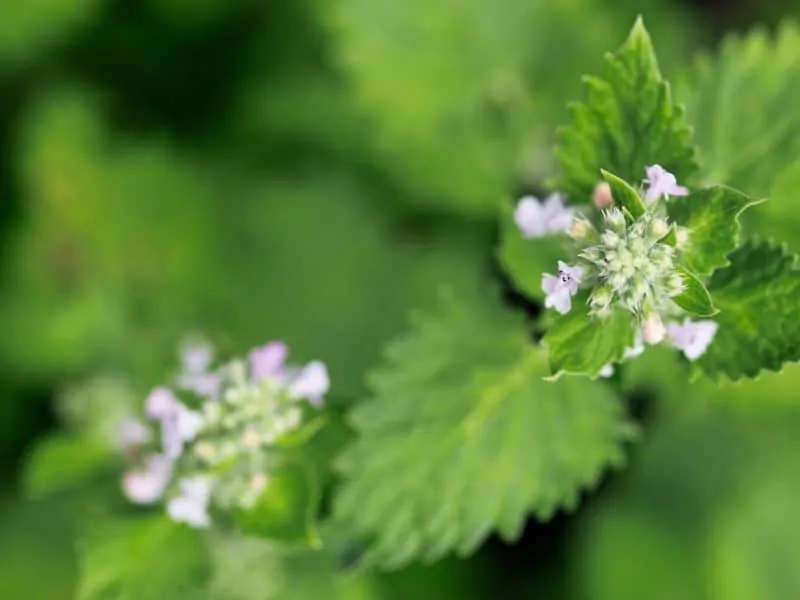 Blooming catnip - small light lavender flowers