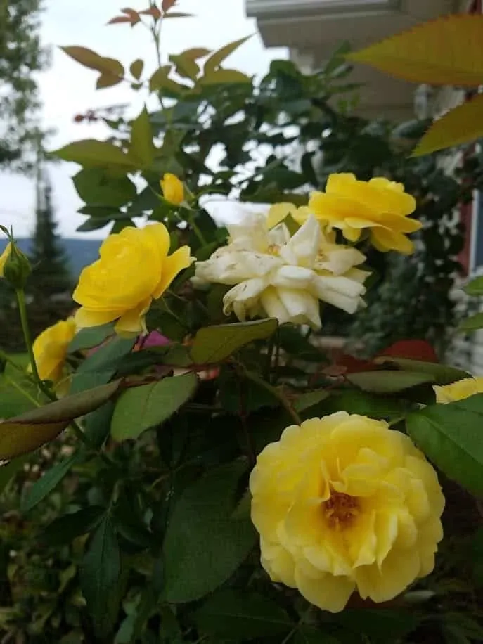 Bright yellow roses