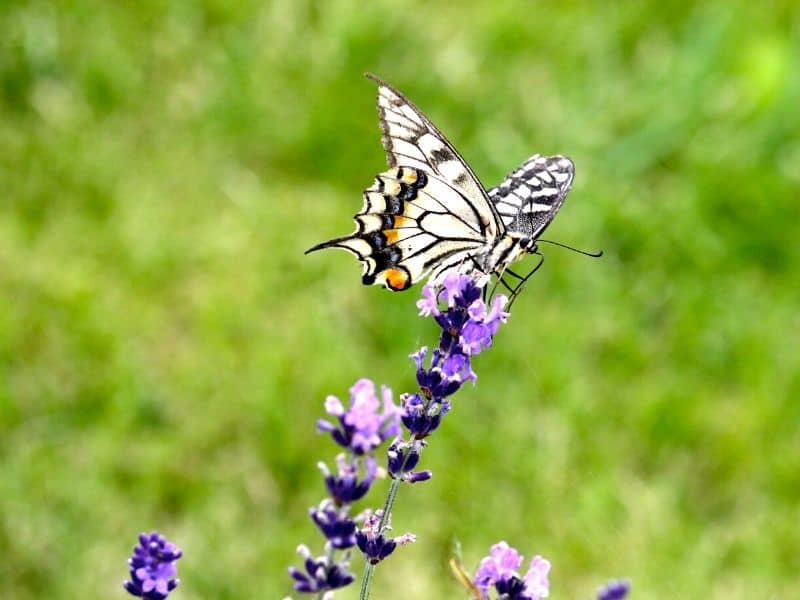 Butterfly on lavender flower