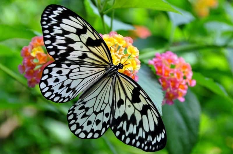 Butterfly on lantana flwoers