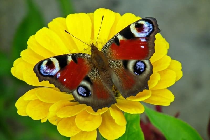 Pretty butterfly on zinnia flowers