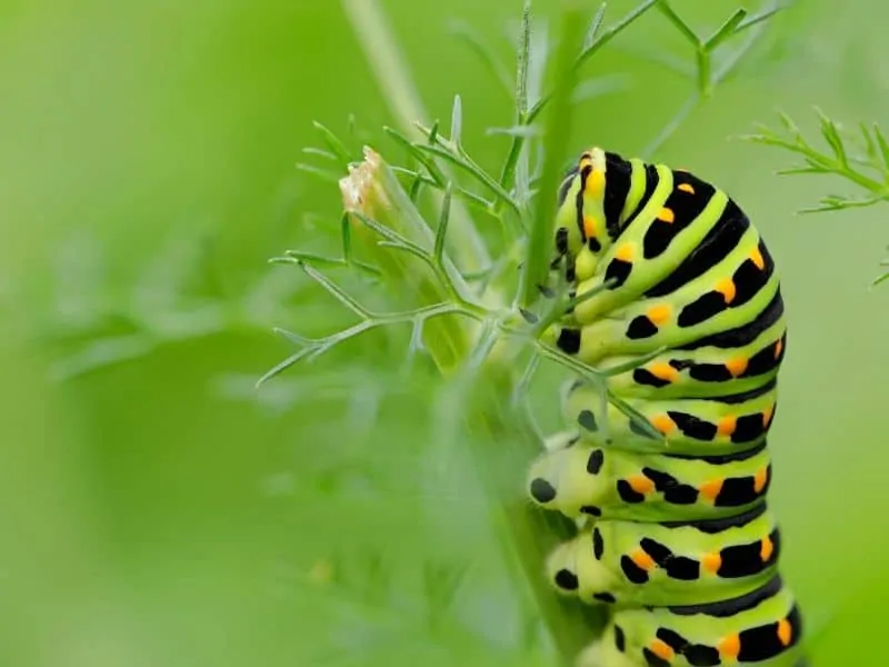 Beautiful caterpillar on fennel