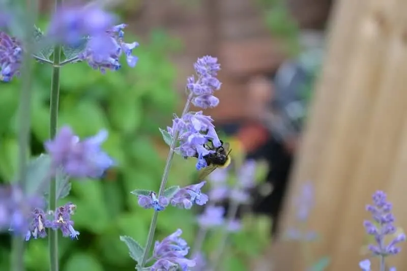 Bee on catmint flowers