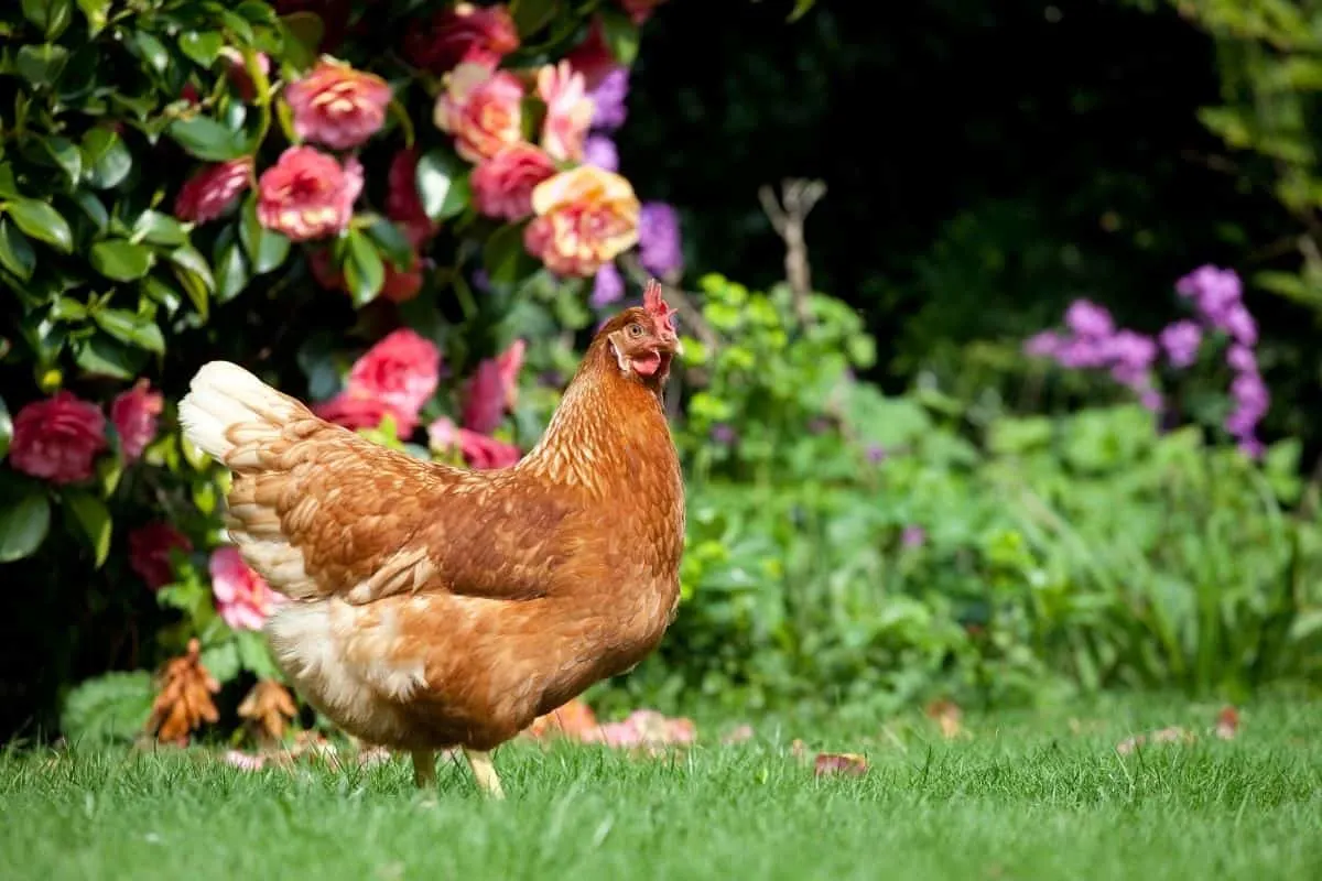 a chicken in the garden