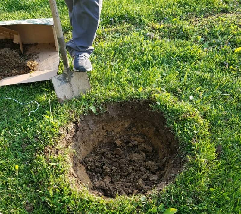 Digging the tree hole