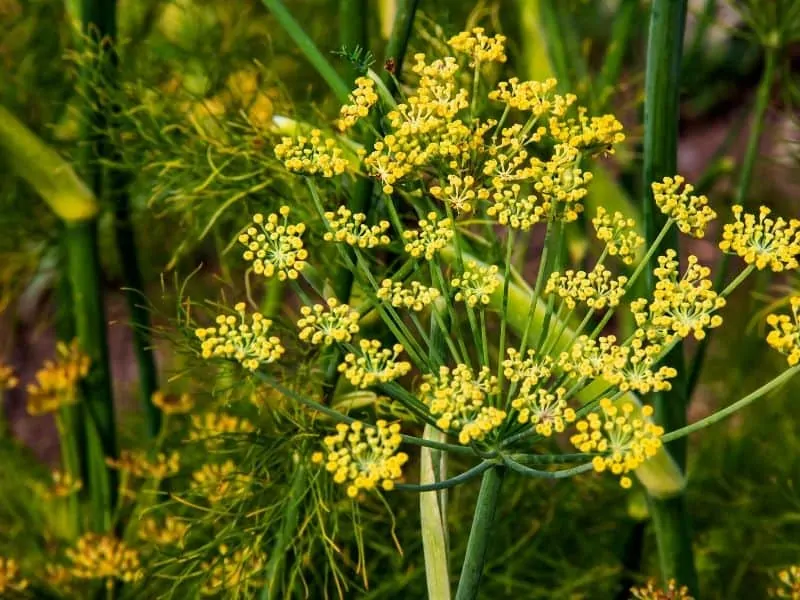 Fennel flowers