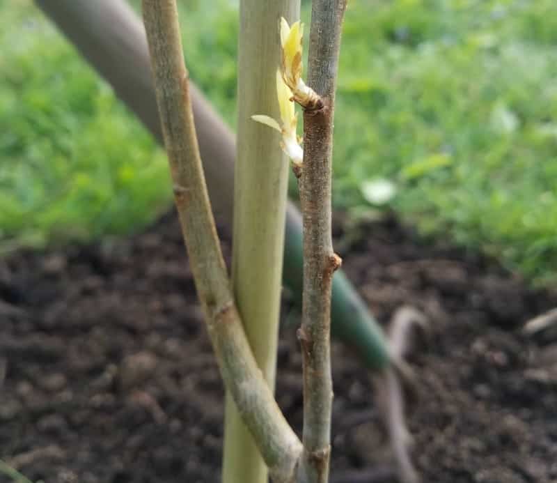 Fresh budding leaves on our early golden apricot tree