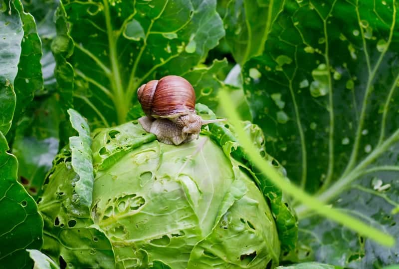 Garden snail destroying cabbage