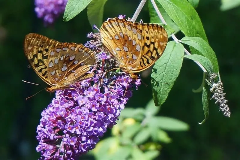 Pretty lavender colored butterfly bush with 2 butterflies on it 