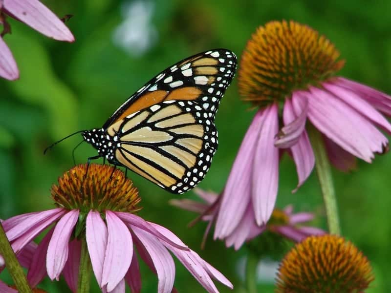 monarch butterfly on echinacea flower