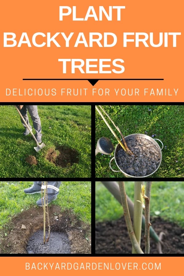 Plant backyard fruit trees and enjoy delicious fresh fruit year after year. 