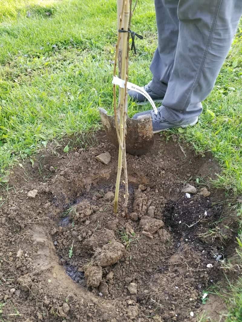 Adding soil back around the planted tree