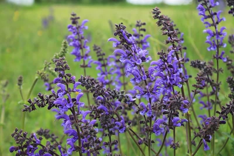 Salvia (sage) flowers