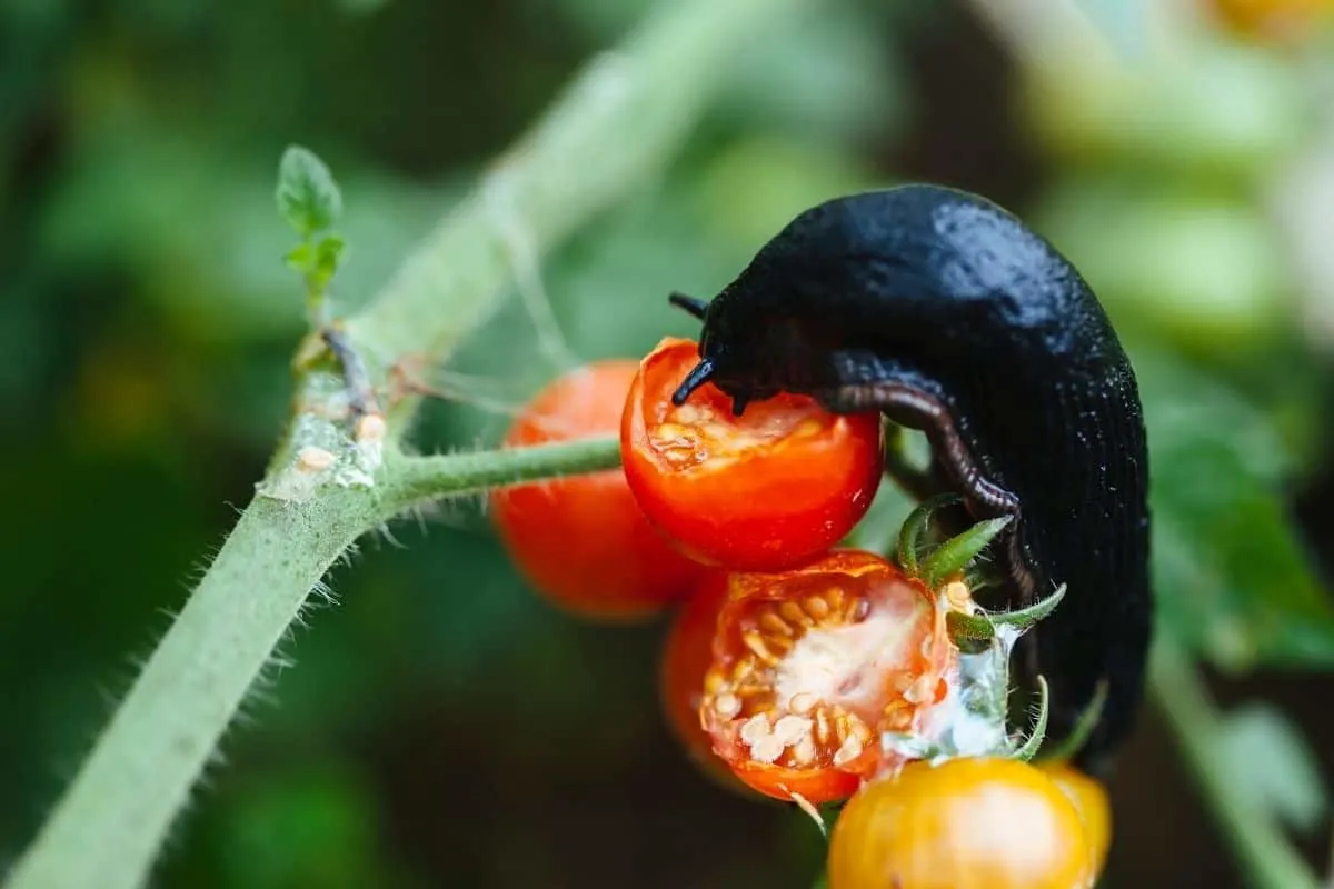 slug eating ripe tomato