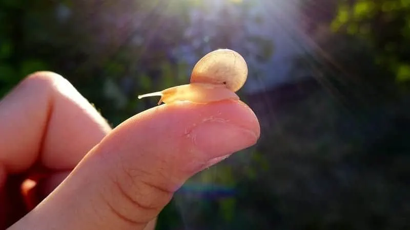 Snail on someone's thumb