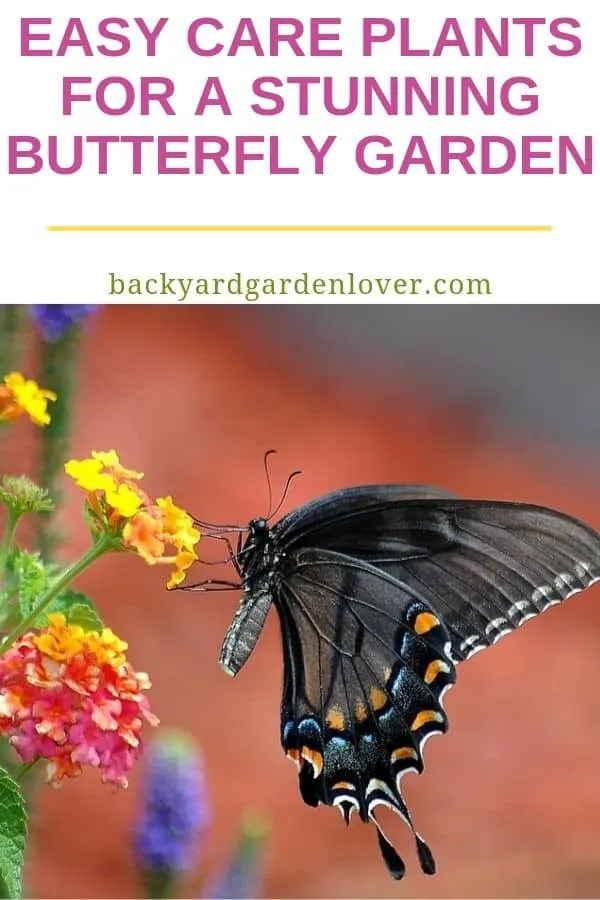 A black butterfly on a yellow and orange flower