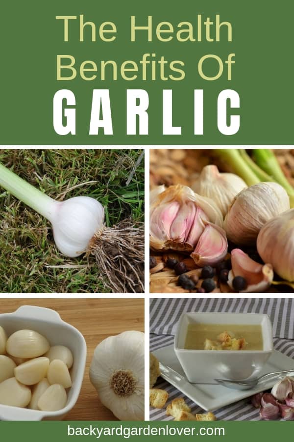 Collage of garlic images (peeled garlic, cloves ready to plant, and garlic soup)